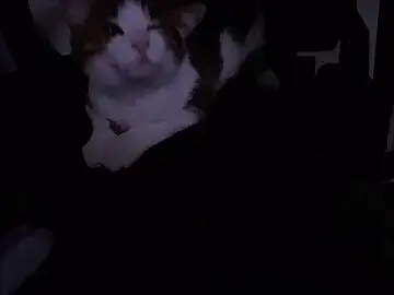 Stripchat Live Sex Cam of 3v1l